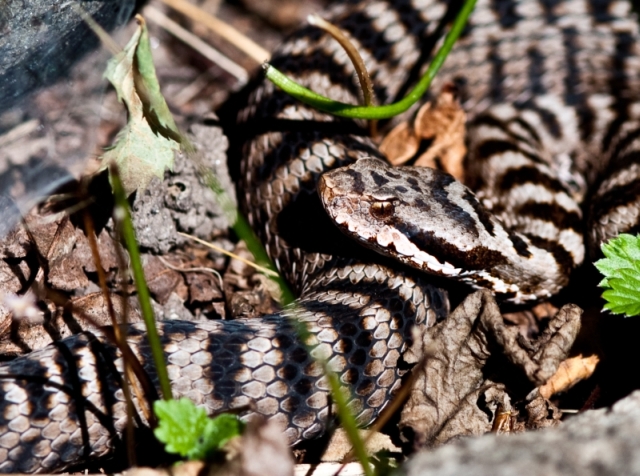 vipera aspis